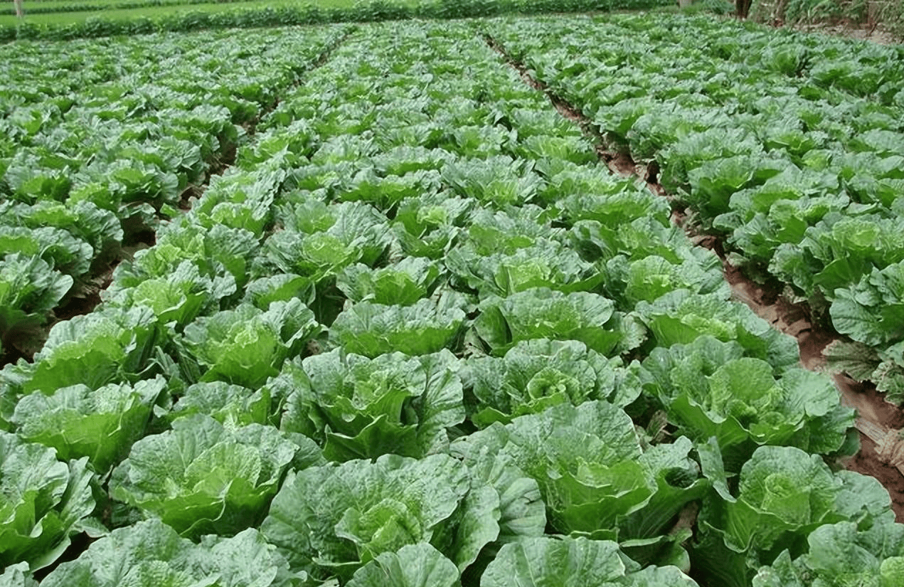 春白菜种植要点