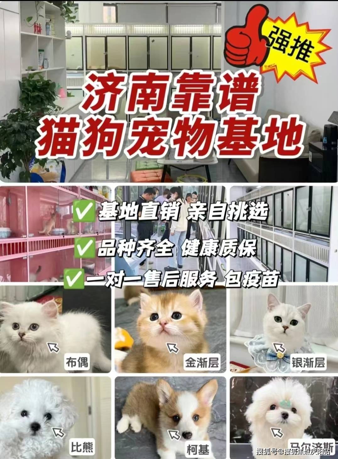 济南买宠物首页网站丨在哪里可以买宠物猫狗济南在哪里可以买宠物猫狗