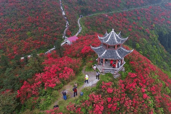 贵州百里杜鹃注意事项网友分享实用攻略_旅游_时间_前往