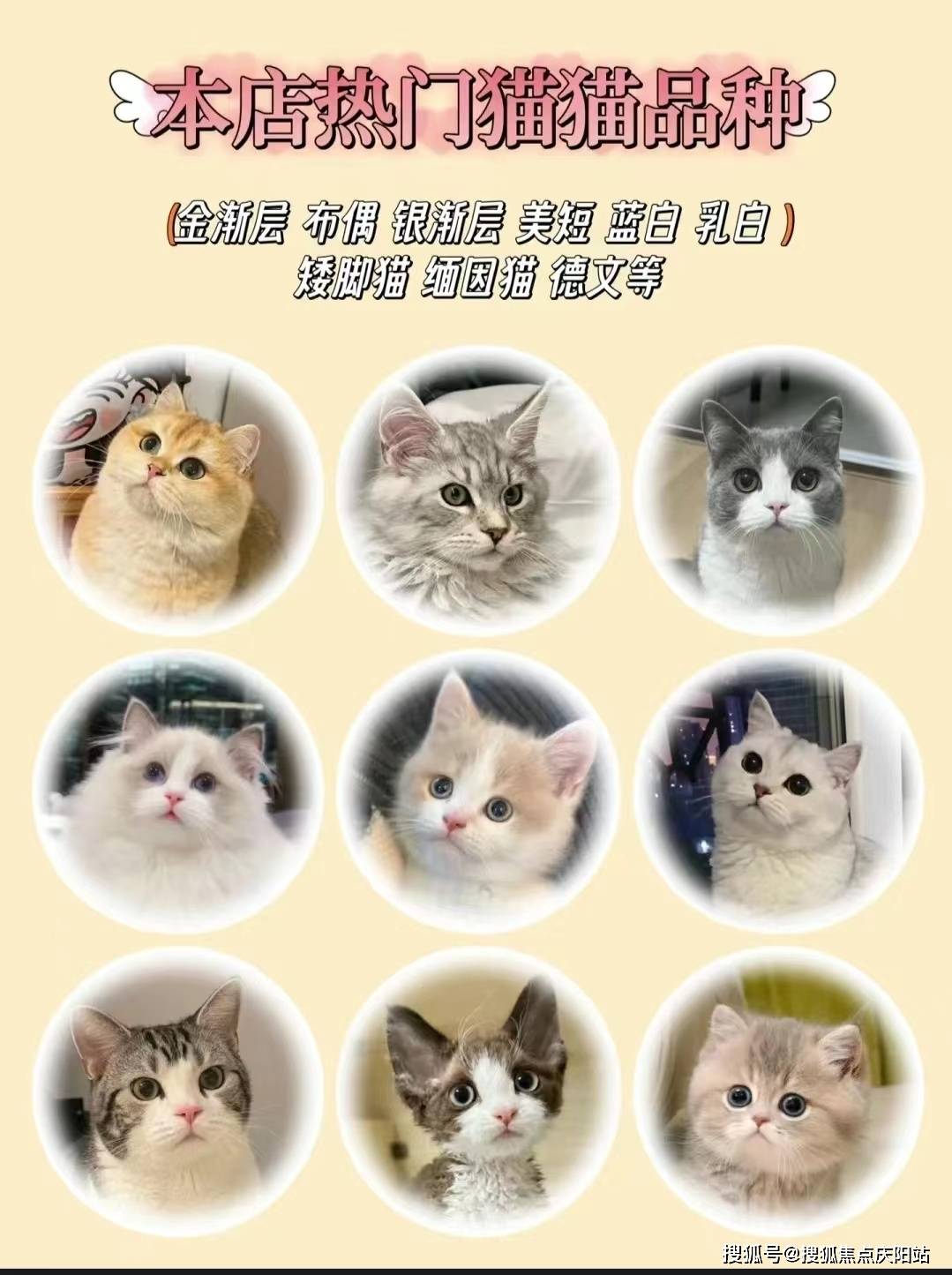 东莞买布偶猫丨东莞东城区哪里有卖布偶猫的宠物市场丨东莞福安家猫