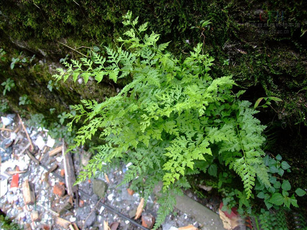 山上野生植物图片大全图片