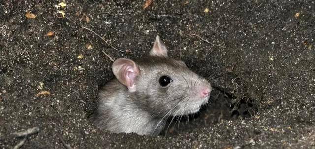 原创老鼠究竟有什么特殊技能为什么水灾淹不死它们呢