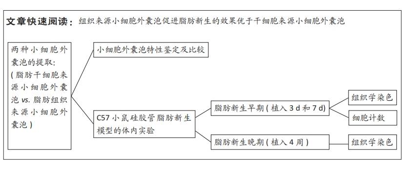 干细胞来源与组织来源小细胞外囊泡诱导脂肪新生的比较