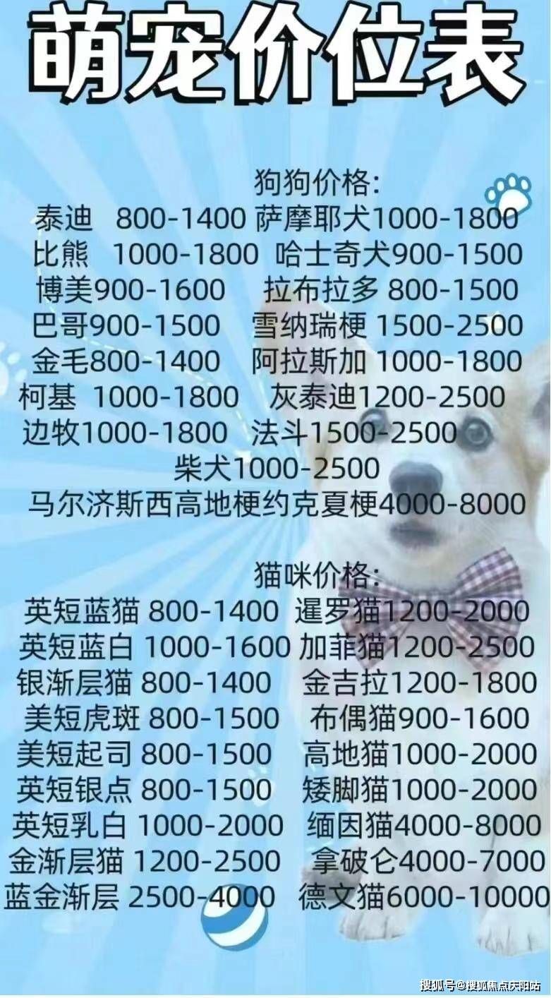 合肥买布偶首页网站丨哪里有布偶猫出售合肥哪里有布偶猫出售丨买宠物