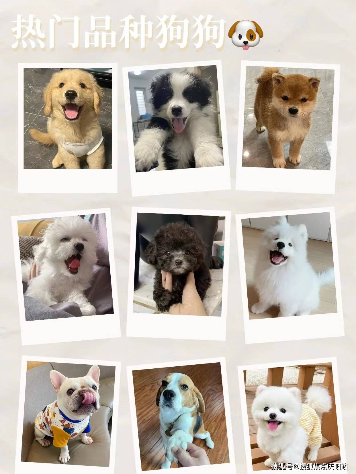 桂林买拉布拉多首页网站丨拉布拉多犬多少钱一只桂林拉布拉多犬多少钱