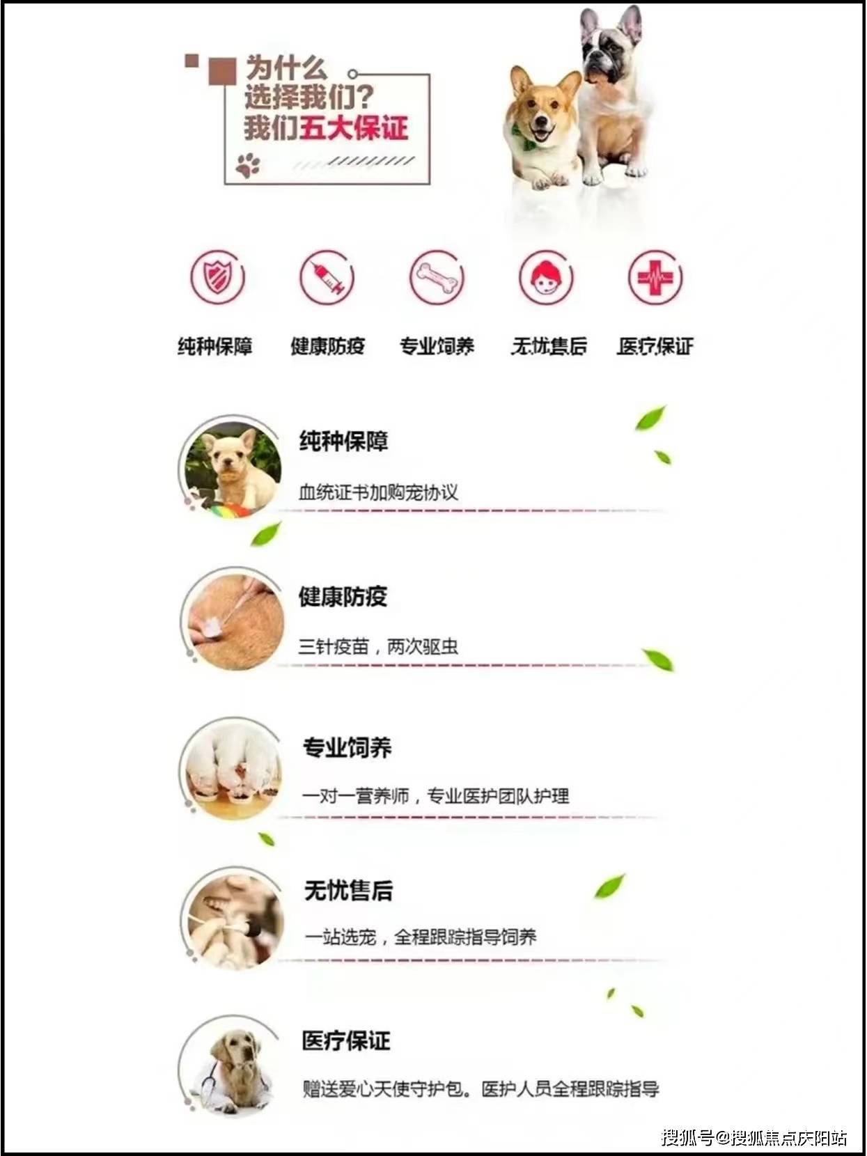 桂林买博美首页网站丨博美犬多少钱一只桂林博美犬多少钱一只丨买宠物