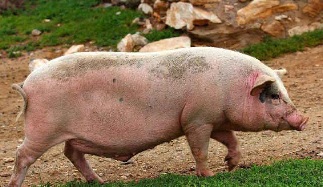 原创明朝皇帝姓朱那时老百姓只能这样称呼猪至今不少地区仍这么说
