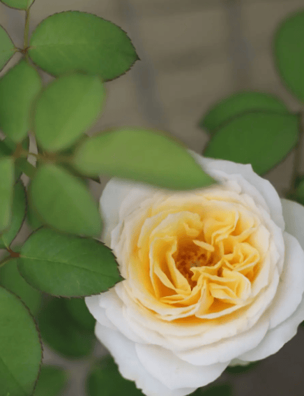 圣诞节送女生什么花好