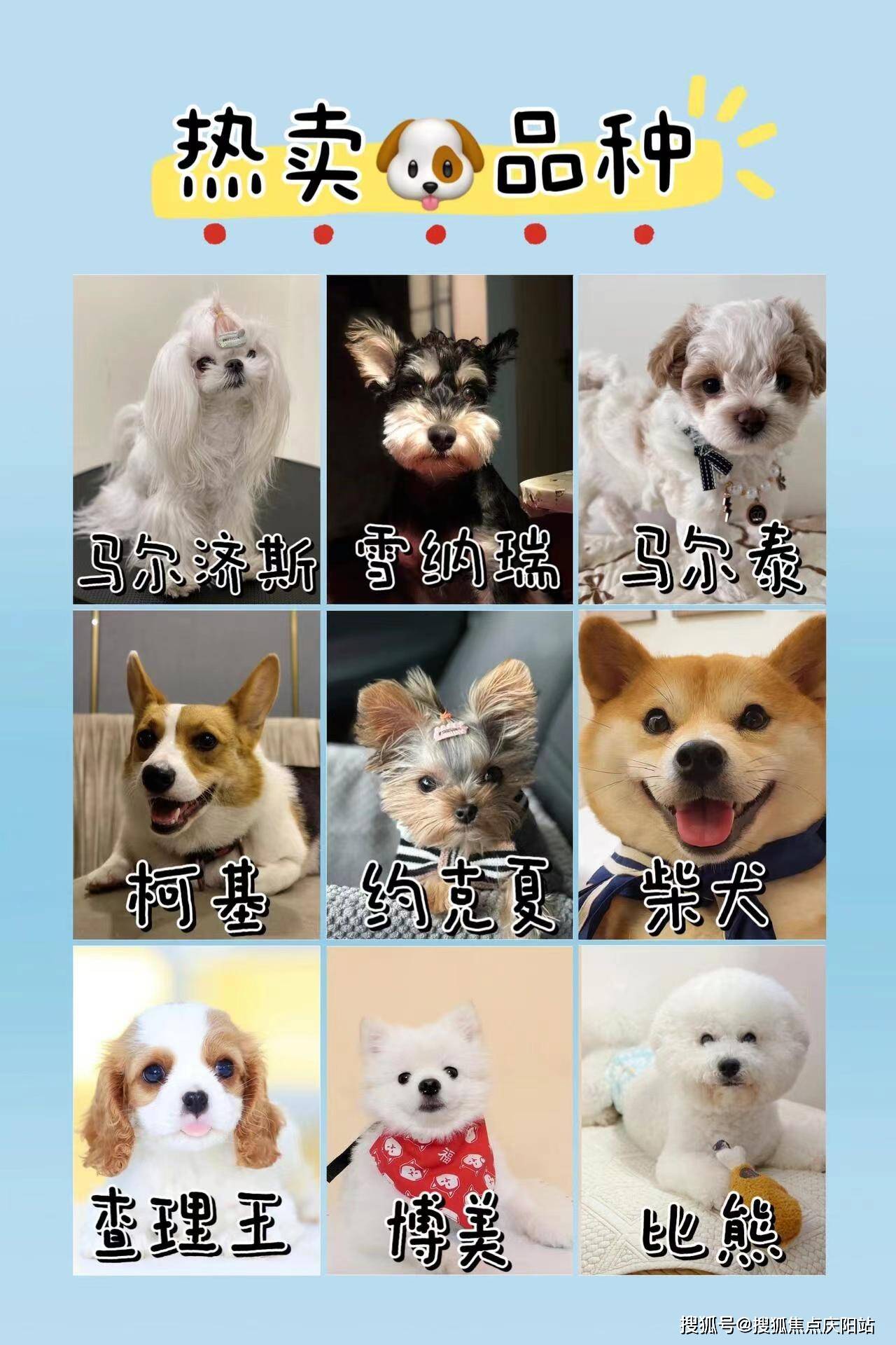 福州买边牧首页网站丨买边牧幼犬的地方福州买边牧幼犬