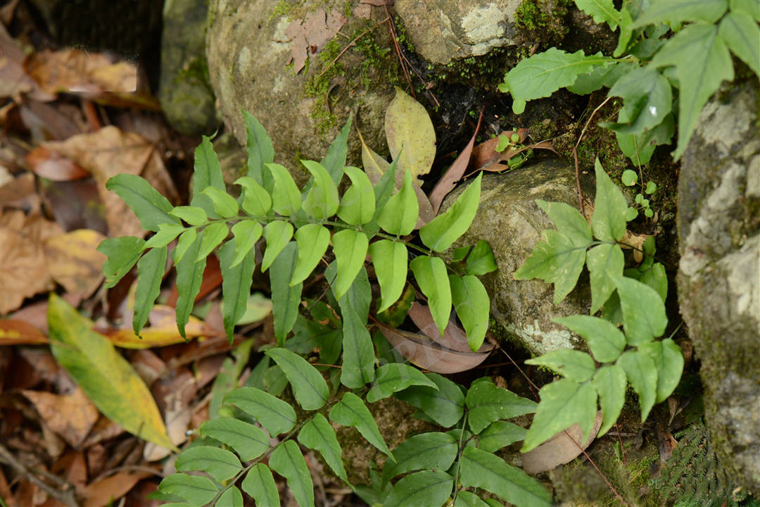 我见到的山东本土野生植物(27)贯众