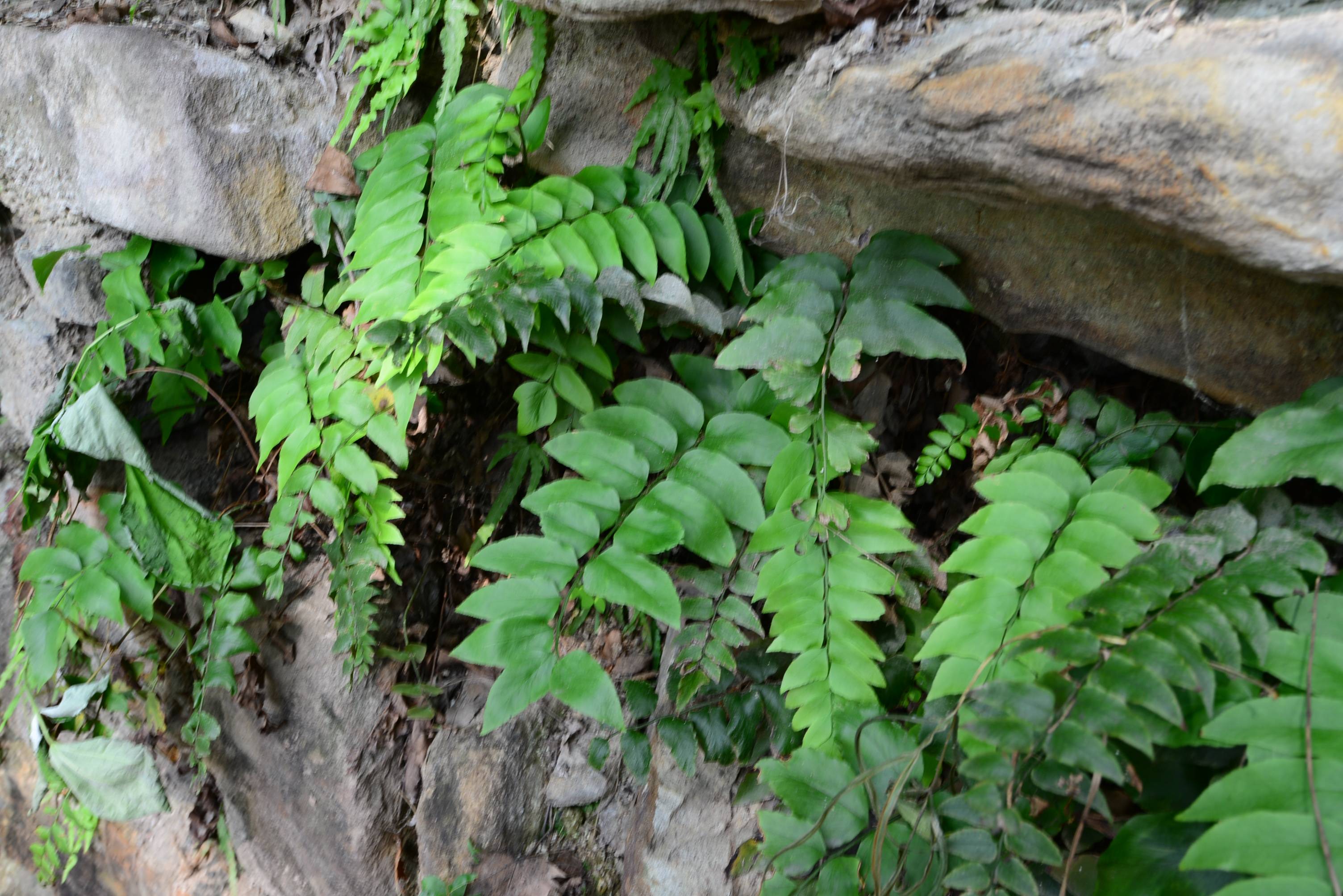 我见到的山东本土野生植物(27)贯众