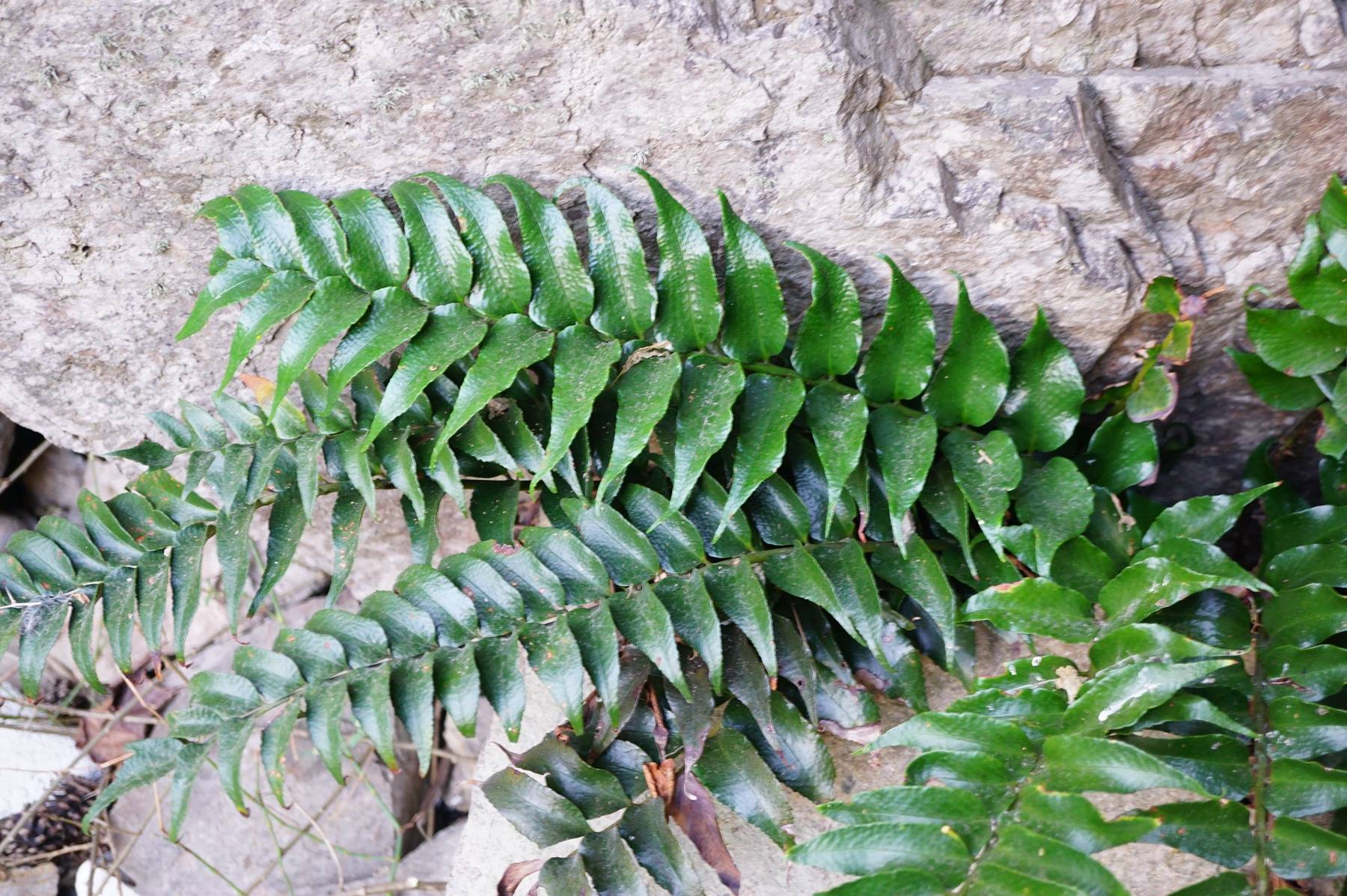 我见到的山东本土野生植物(28)全缘贯众