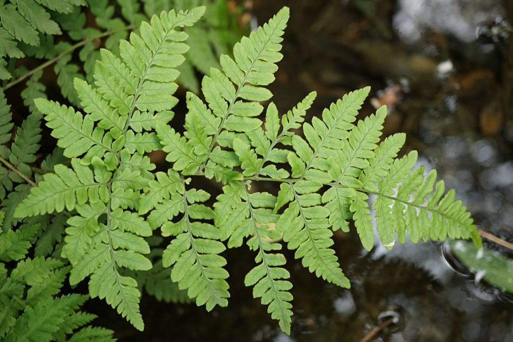 鳞毛蕨茎部图片图片