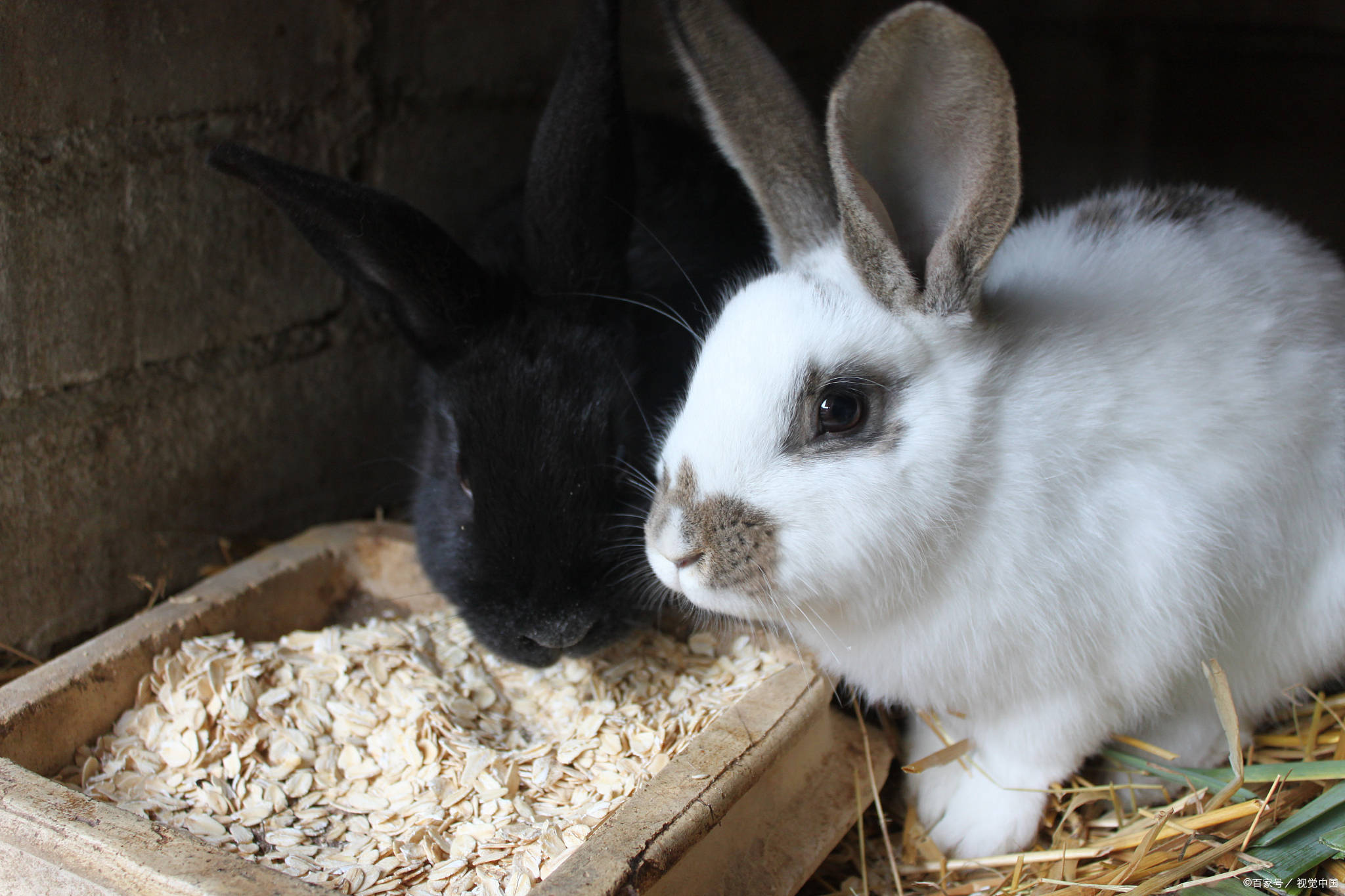 壁纸 动物 兔子 2048_1365