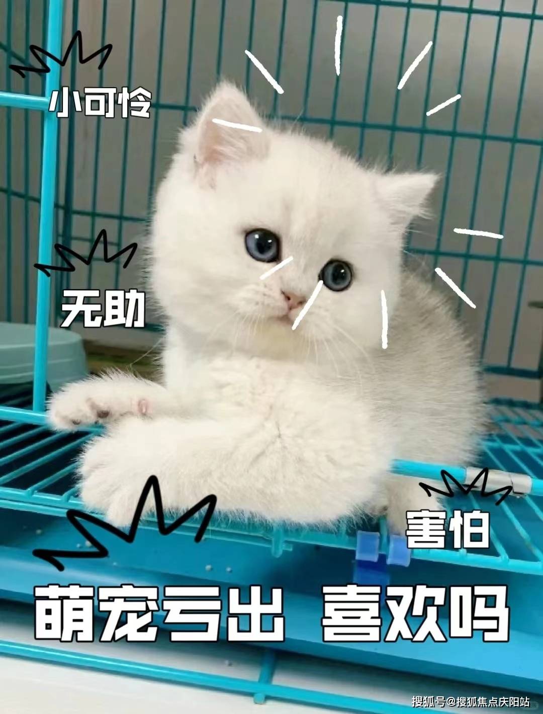 东莞柴犬宝宝首页网站东莞柴犬宝宝多少钱一只买丨柴犬宝宝多少钱一只