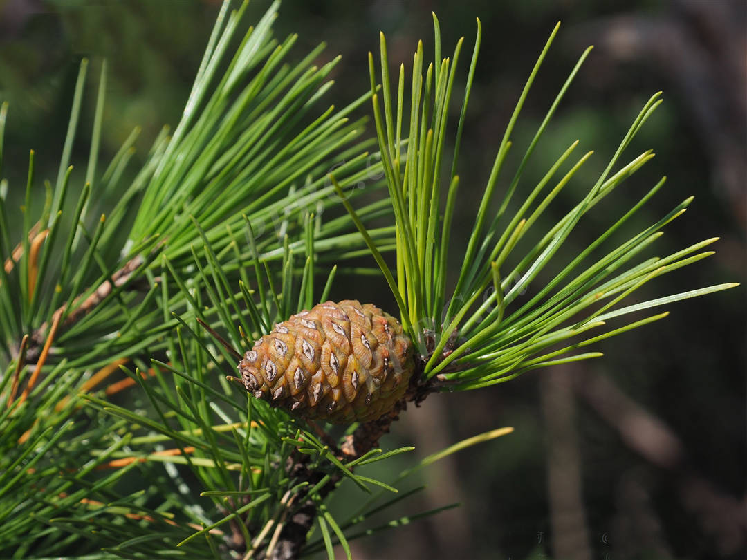 我见到的山东本土野生植物