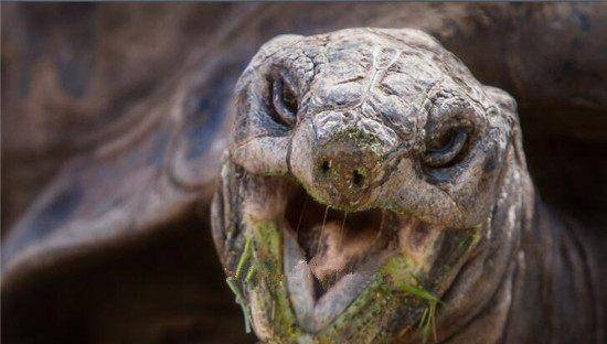 阿德维塔_象龟_亚达