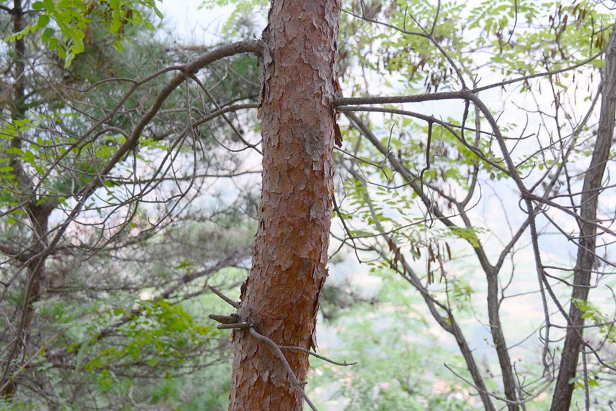我见到的山东本土野生植物