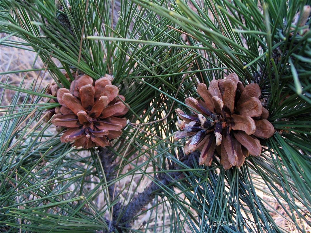我见到的山东本土野生植物