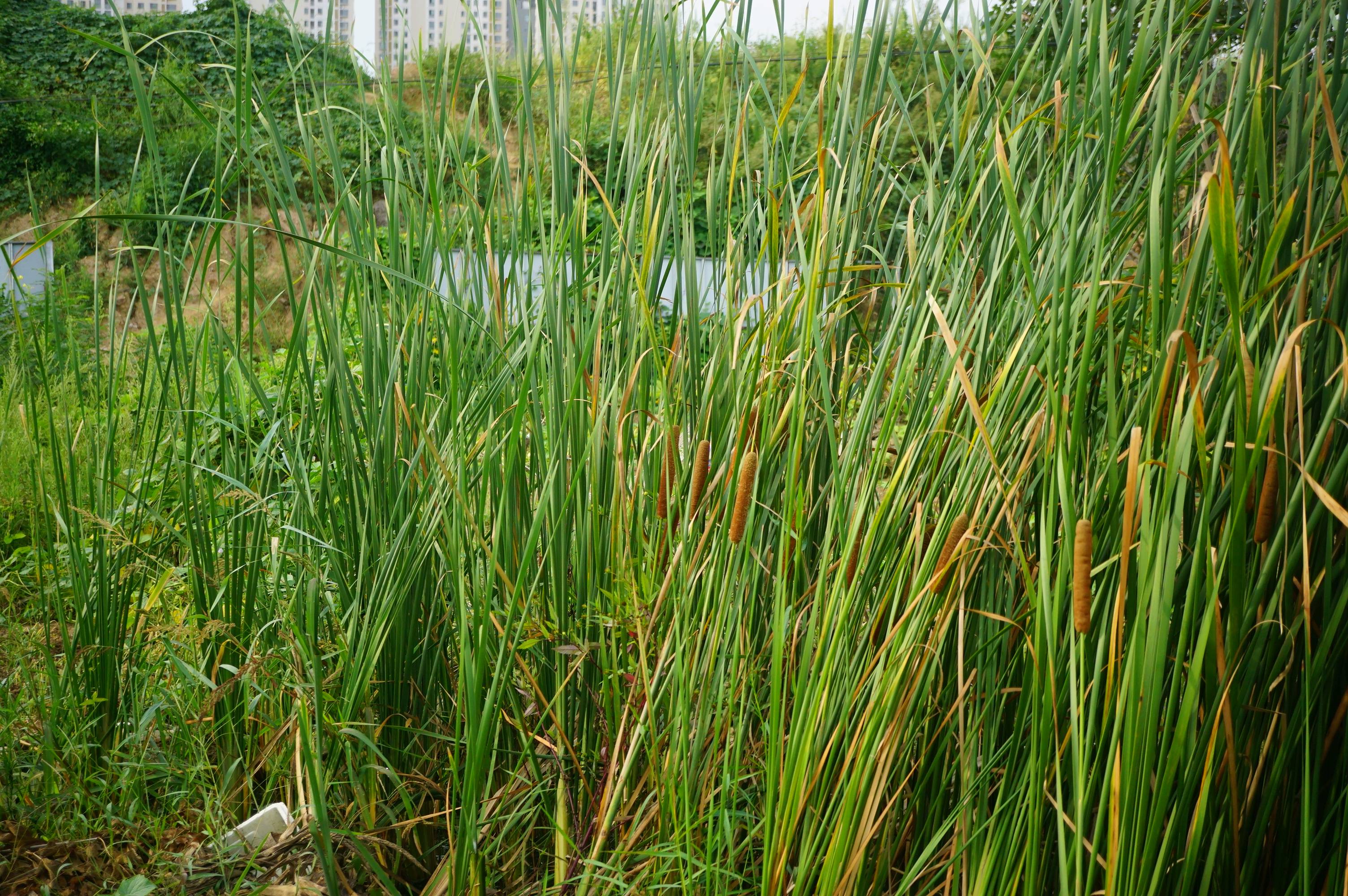 我见到的山东本土野生植物