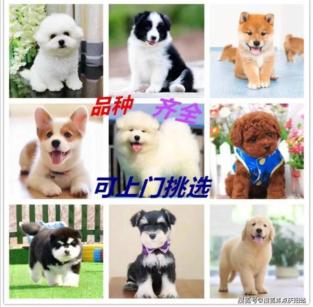 买拉布拉多首页网站宁波镇海区拉布拉多犬多少钱一只