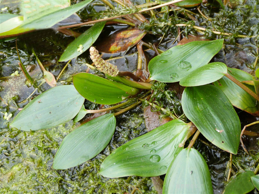 我见到的山东本土野生植物(39)眼子菜