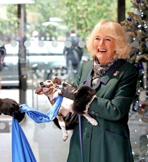 乔治六世买了一只柯基犬送给7岁女儿,成为女王一生挚爱_伊丽莎白