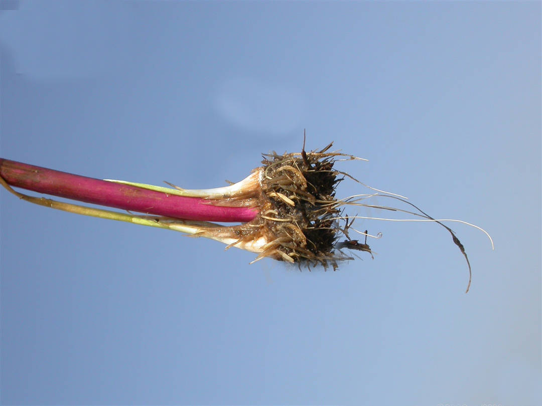 我见到的山东本土野生植物45泽泻