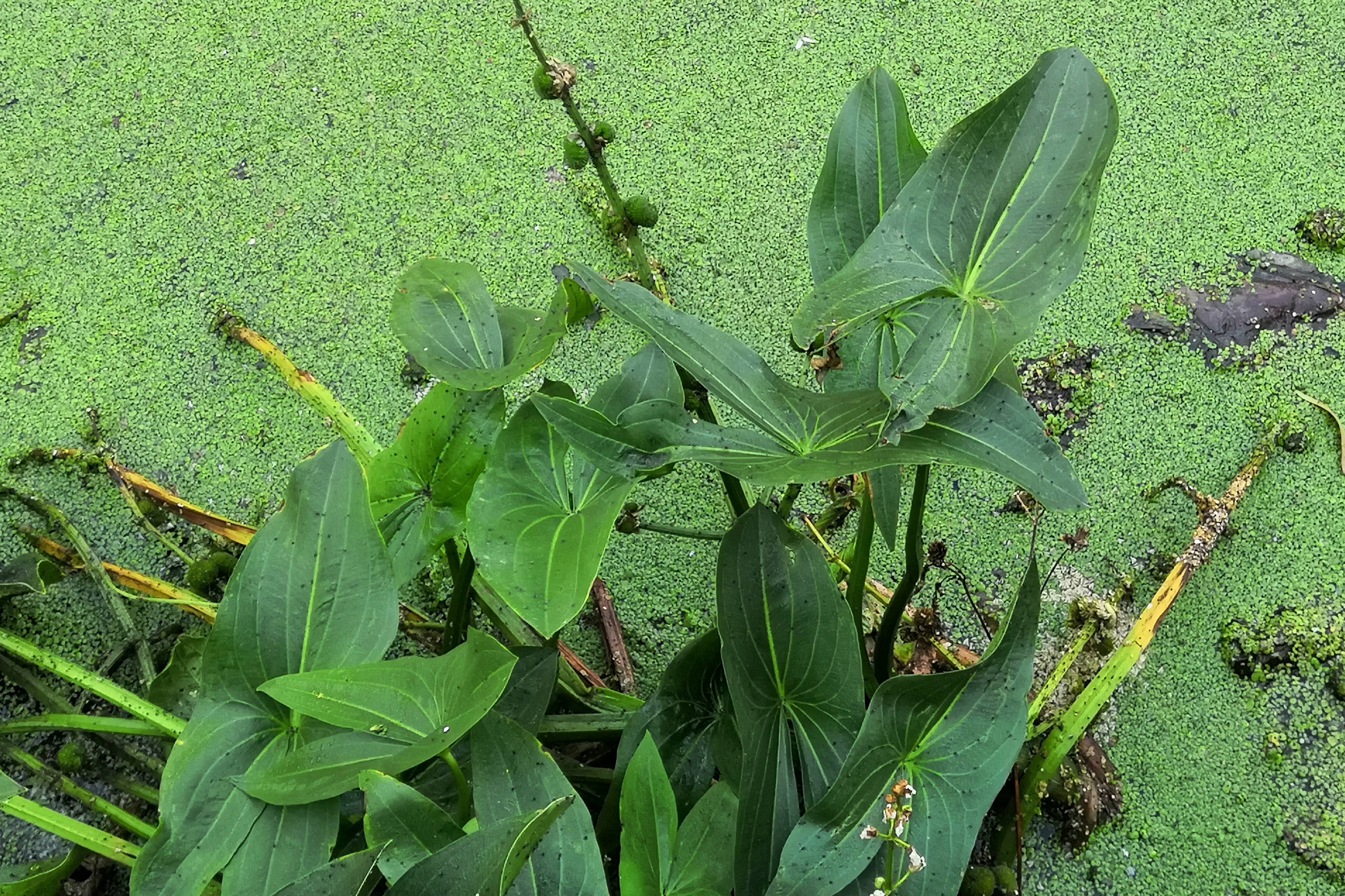 我见到的山东本土野生植物47慈姑