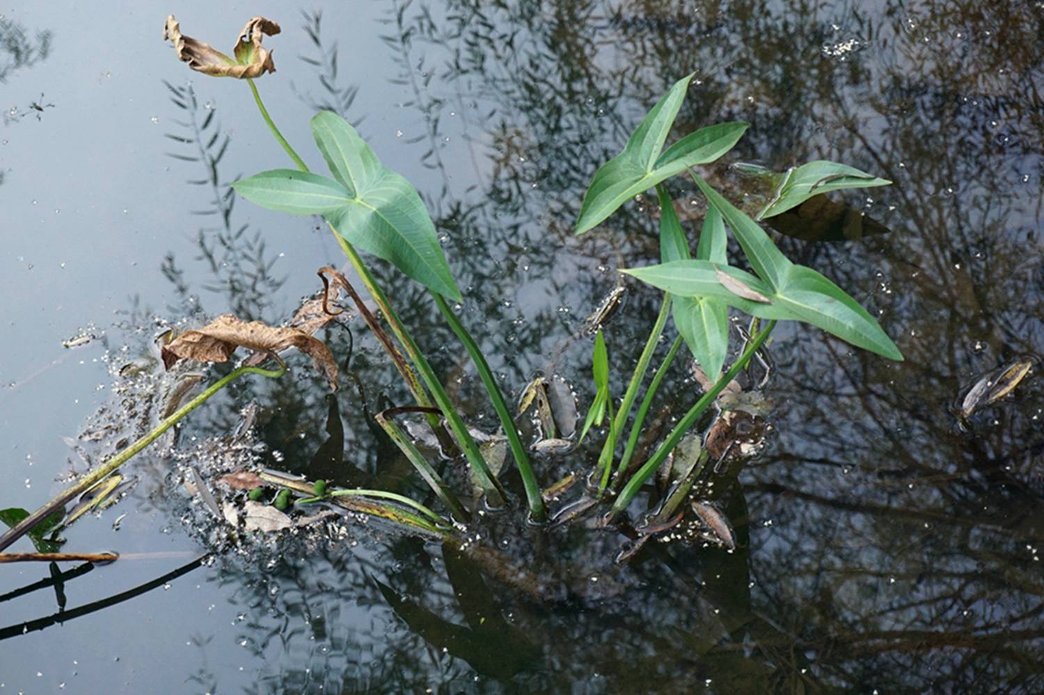 我见到的山东本土野生植物(47)慈姑
