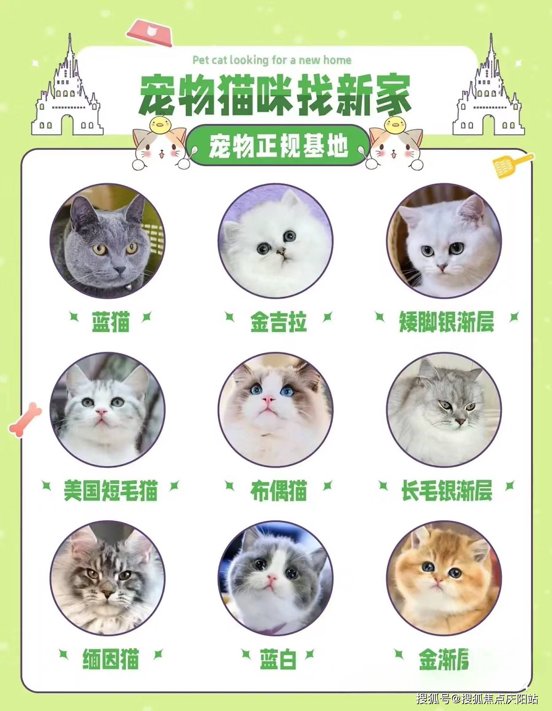 买金毛狗首页网站(成都成华区)买金毛狗哪里比较安全?