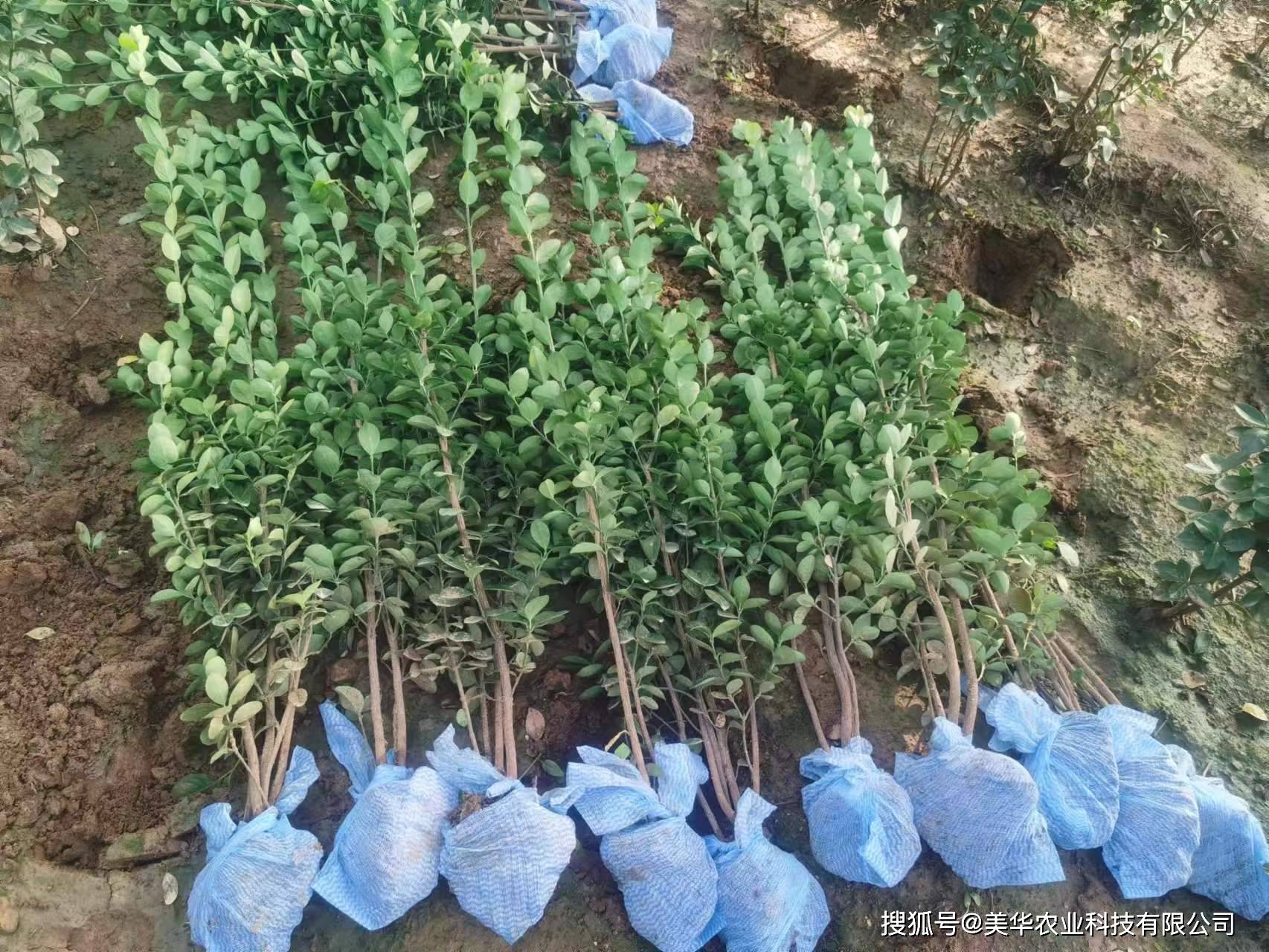 9℃的低温,耐旱能力也优于普通大叶黄杨.