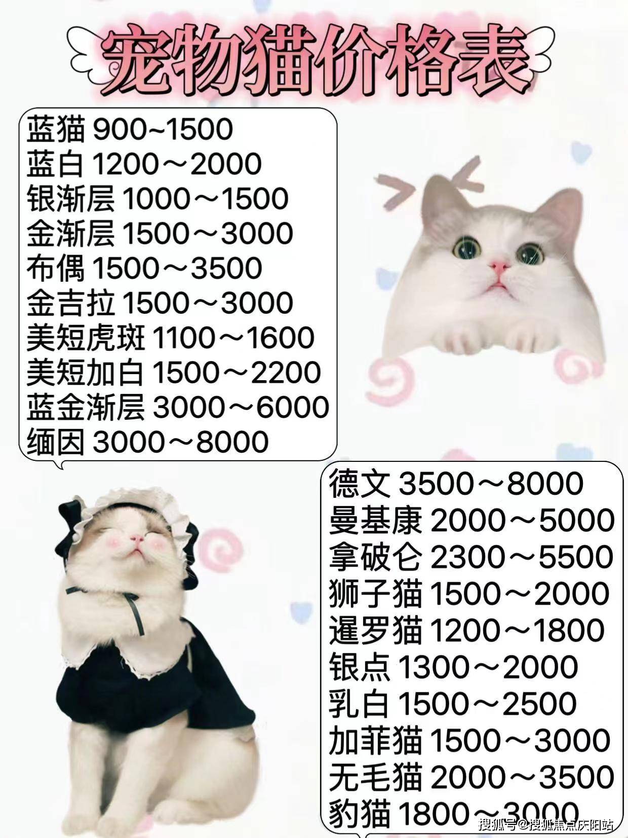 最便宜的猫咪品种图片