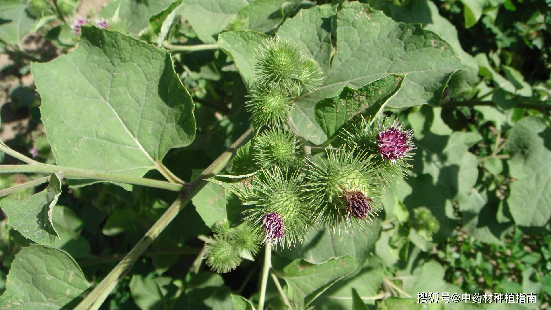 中药材发展品种之——大力子价格稳定