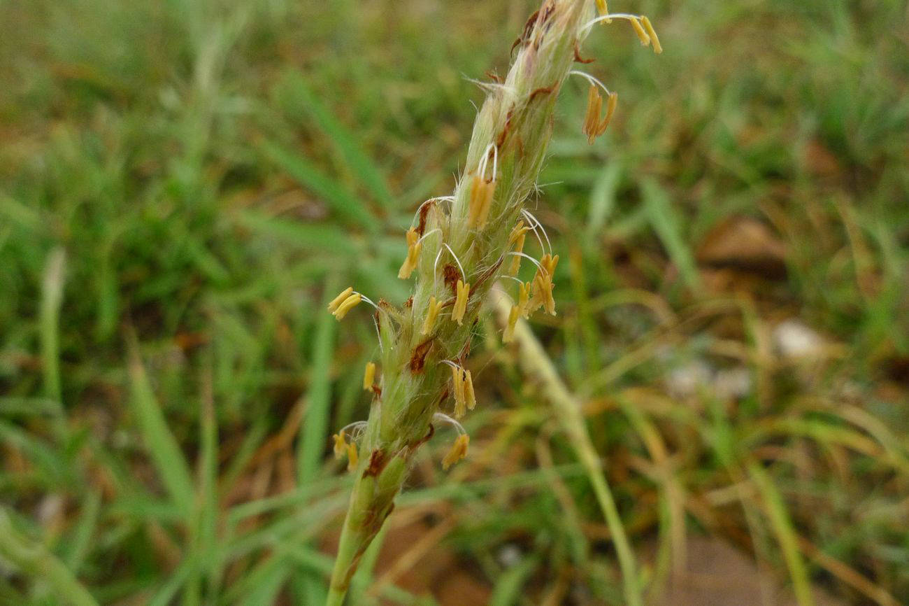 我见到的山东本土野生植物(82)毛鸭嘴草