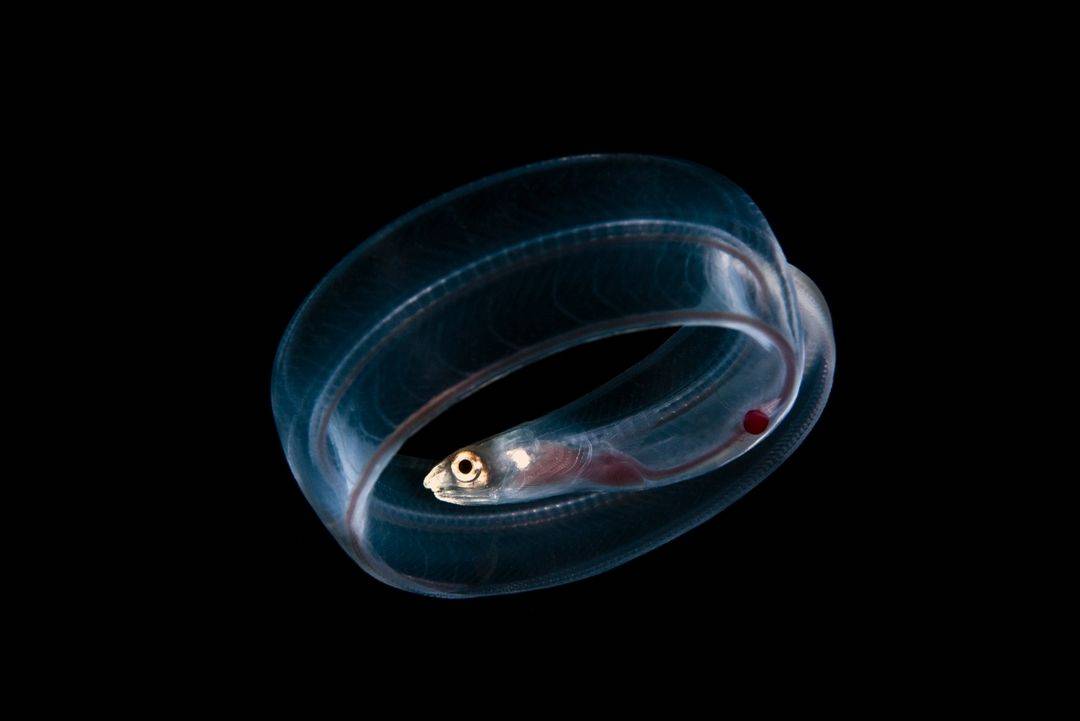 会隐身的透明鱼:柳叶鳗