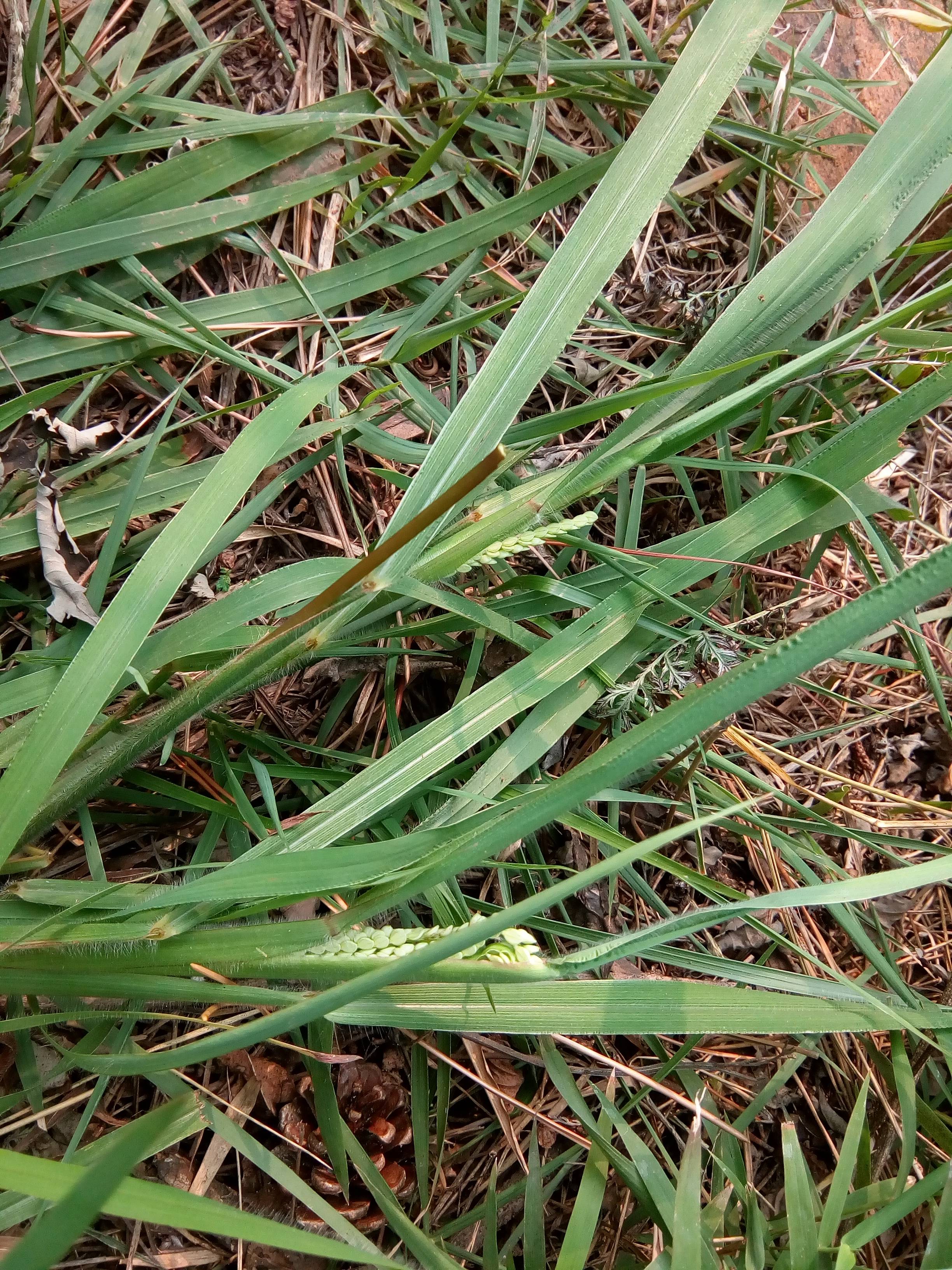 我见到的山东本土野生植物