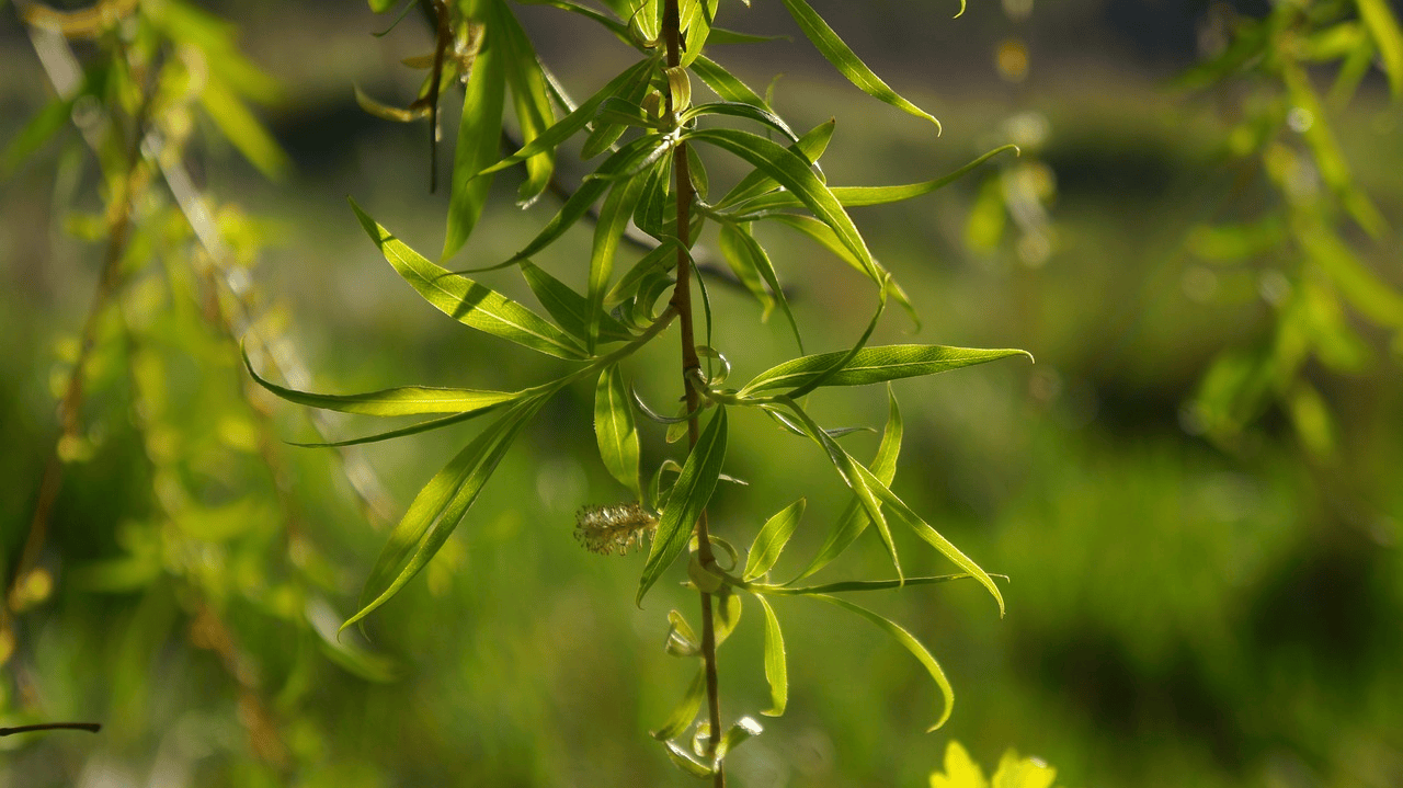 柳树的嫩芽