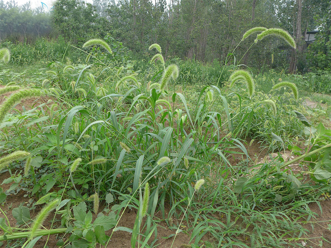 我见到的山东本土野生植物