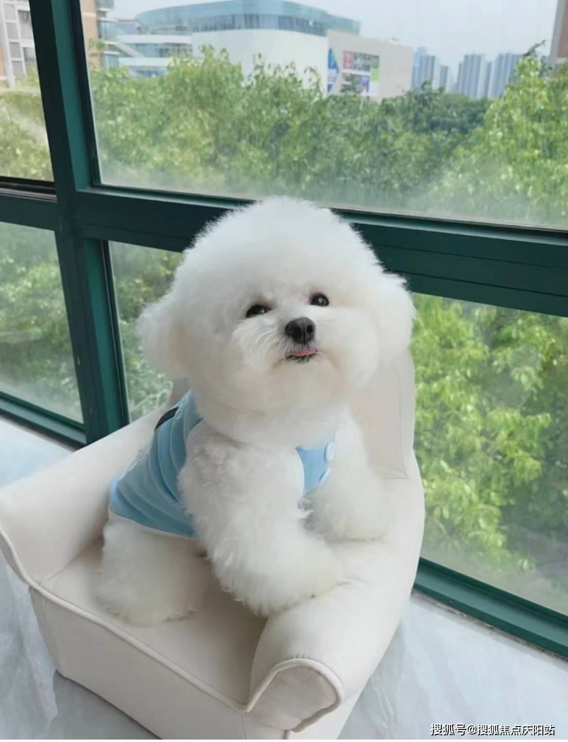 德阳买比熊犬首页网站(德阳广汉市区)买比熊狗哪里有实体店