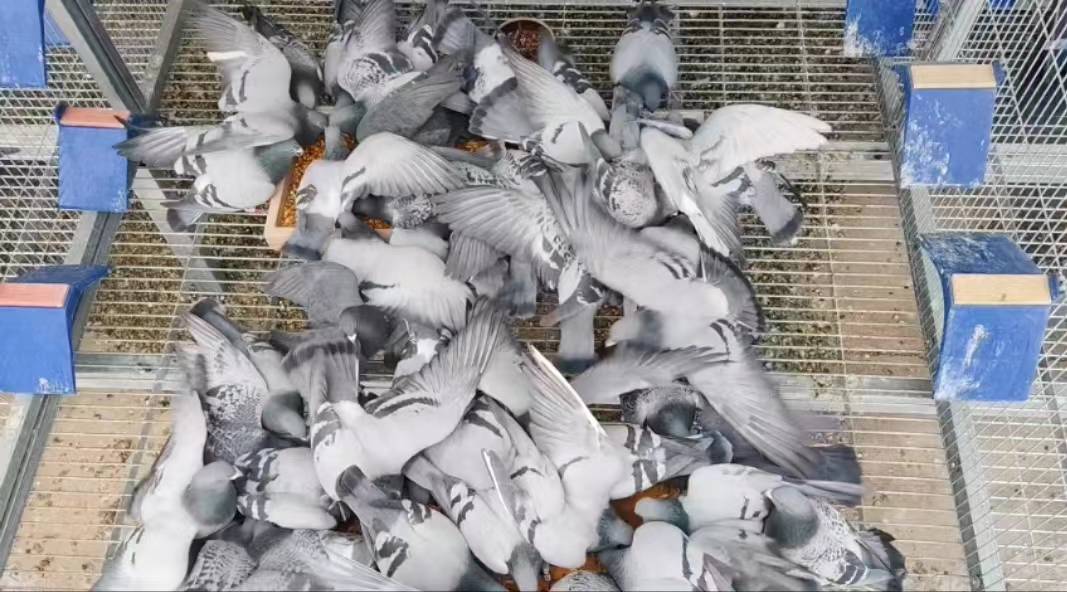 山西玖柒鸽舍:信鸽爱好者的专业之选