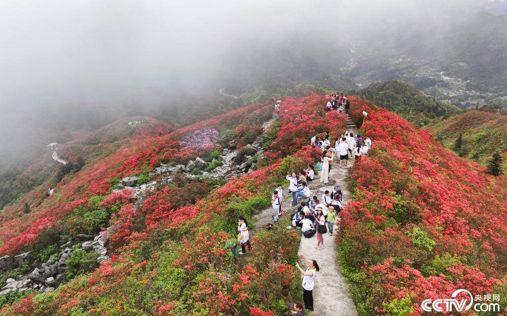 贵州丹寨杜鹃花景区图片