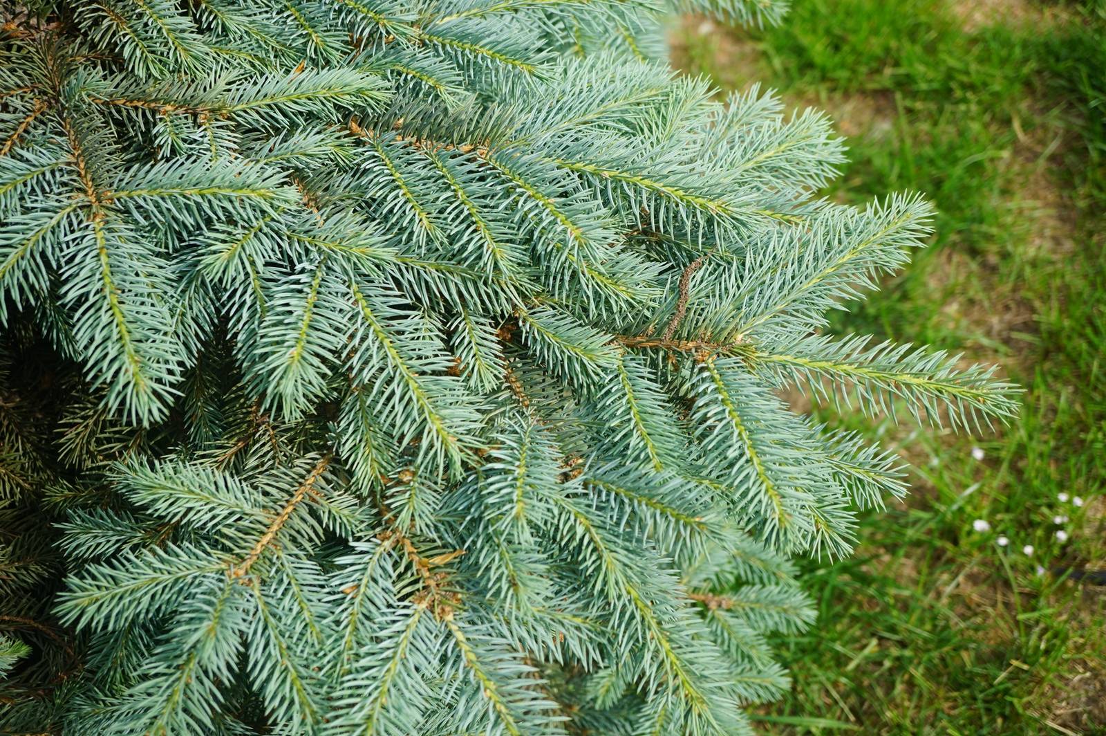 我见到的山东本土植物和园林栽培植物(44) 青扦(栽培)