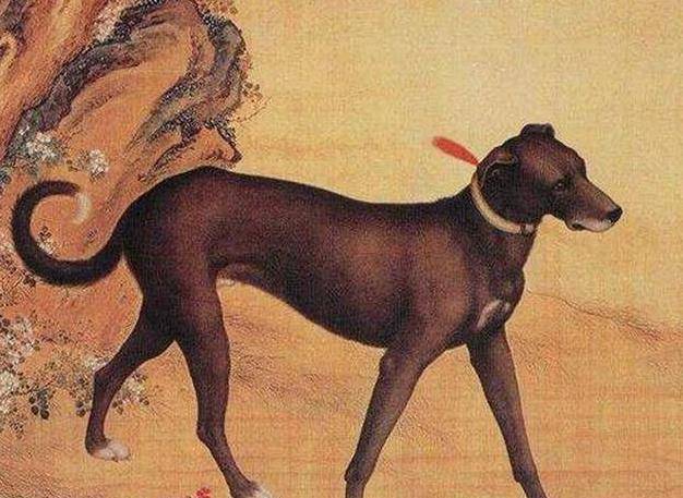 为何说"犬不八年"?有只狗曾给主人戴绿帽,还咬死了他