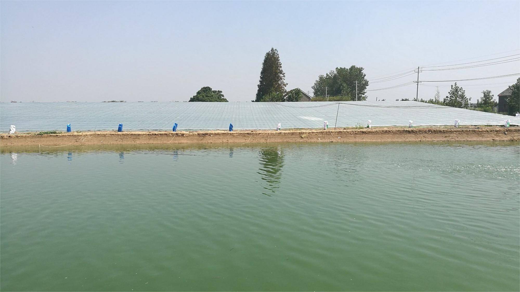 蓝藻大暴发!不要胡乱消杀