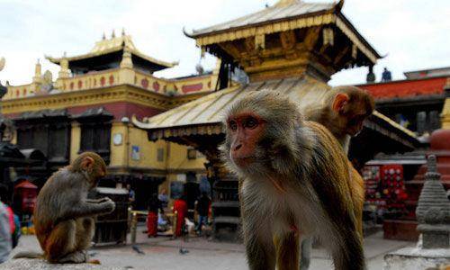 明清奇案之人墓猴尸:盗墓贼因一床棉被丢了性命,却成就一段姻缘_案件