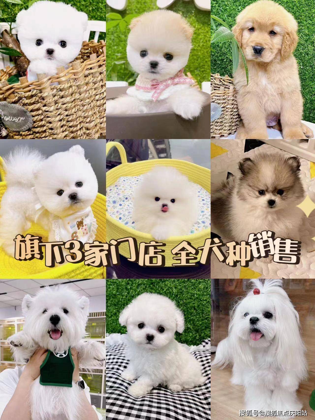南昌买柯基幼犬首页网站(南昌红谷滩区)柯基幼犬多少钱一只买!