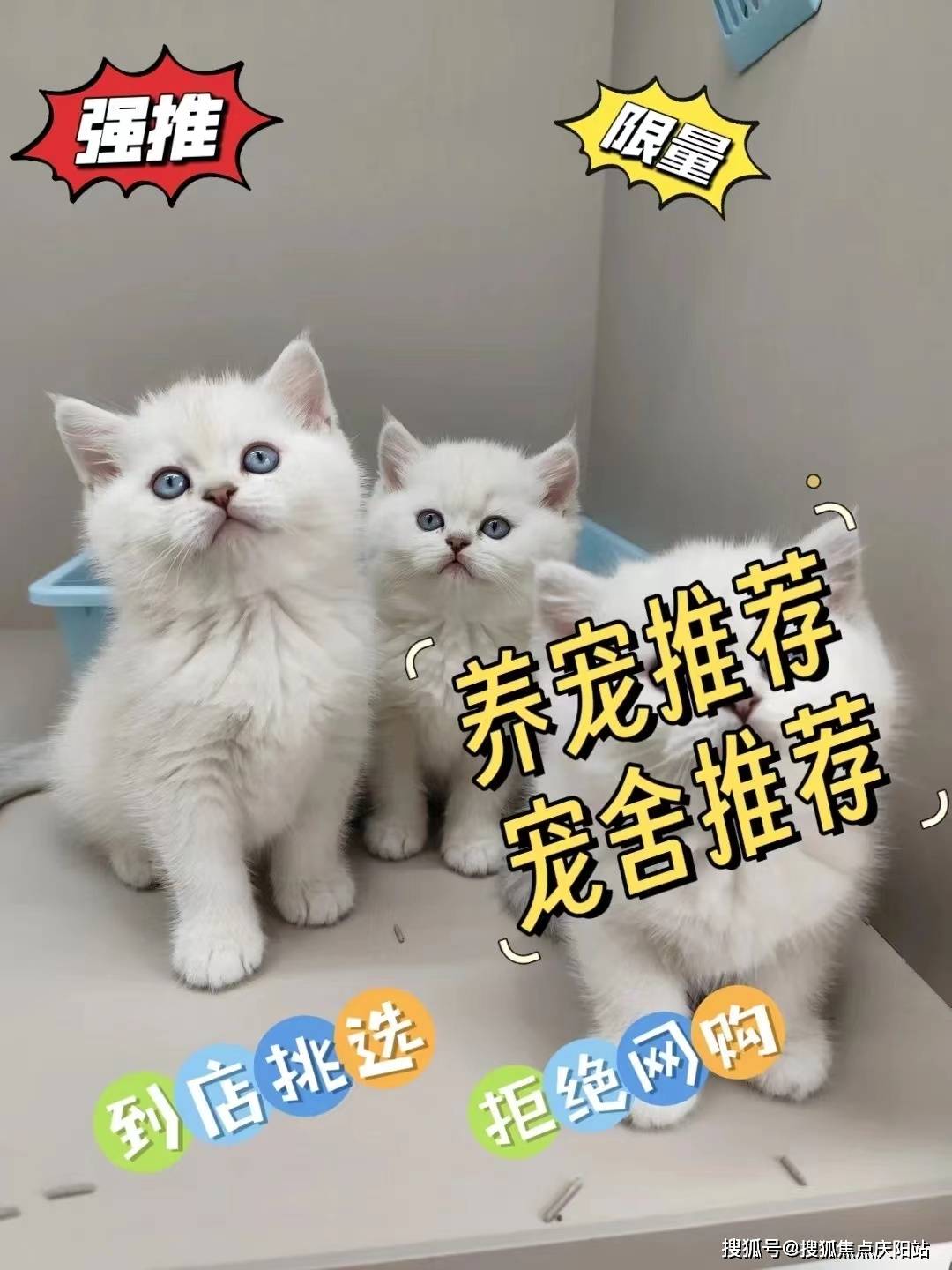 青岛胶州市买银渐层猫在哪里买靠谱又便宜?