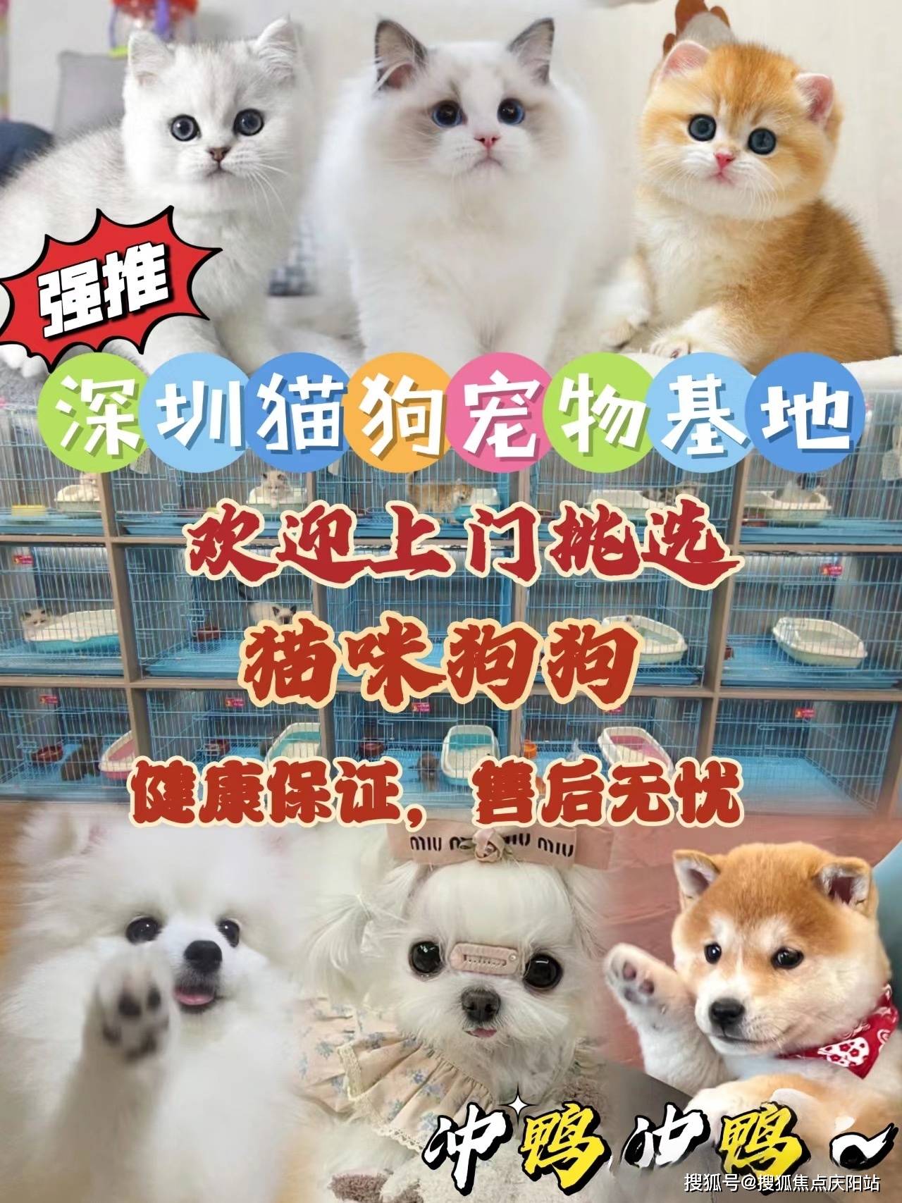 北京朝阳区买柯基去哪里买?这里买柯基更安全可靠