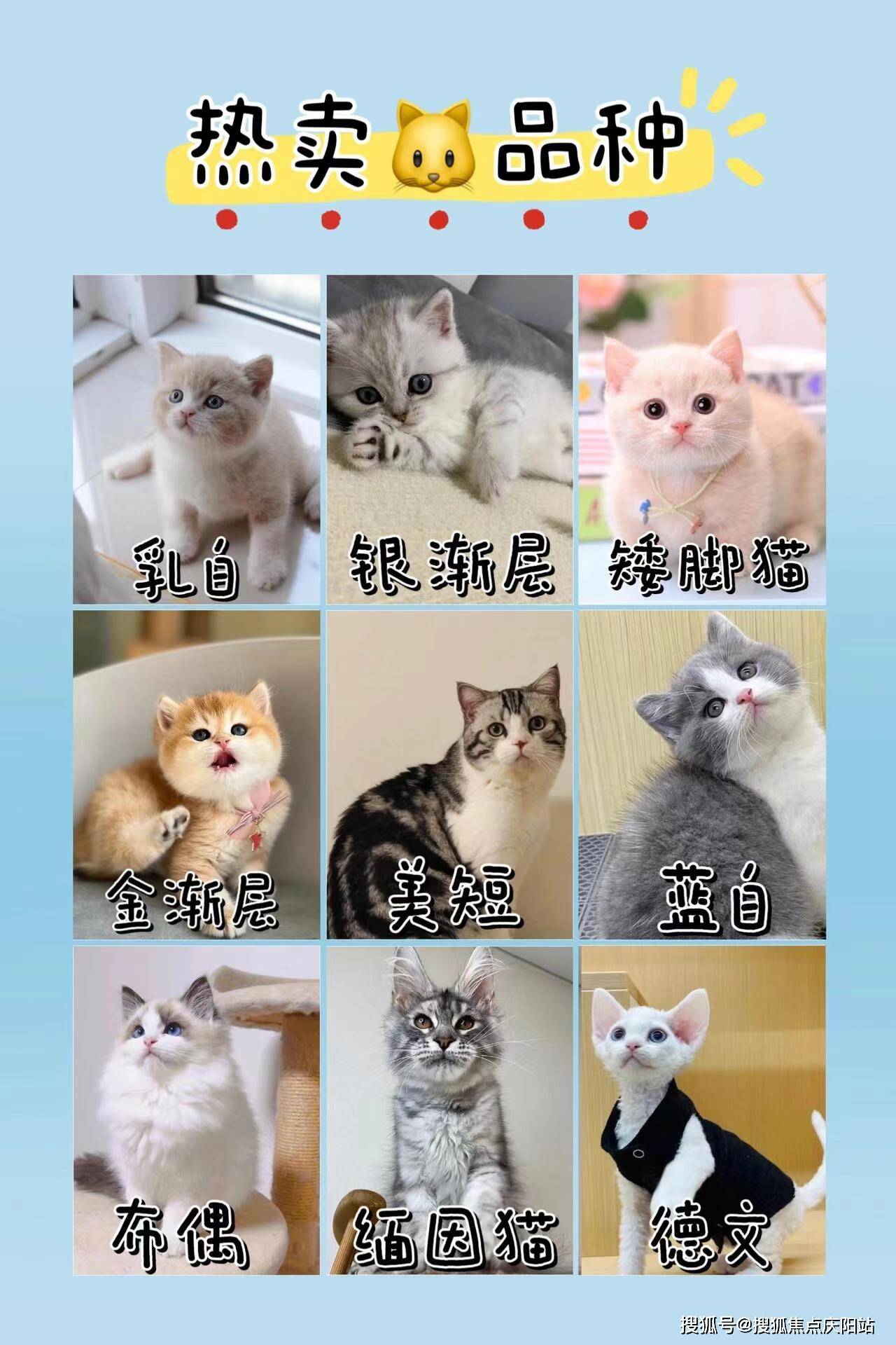 襄阳买柯基幼犬首页网站(襄阳襄州区)哪家宠物店有卖柯基幼犬的?